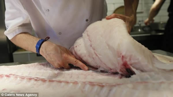 英国某餐厅购得巨型比目鱼