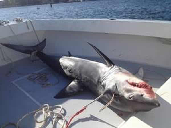 尖吻鲭鲨跳上船与人类搏斗2小时后中叉身亡