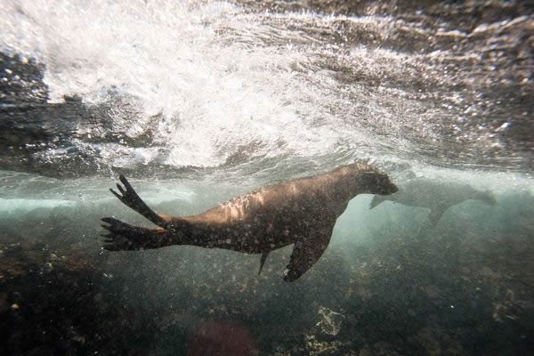 Diving mammals, such as this Galapagos sea lion, evolved adaptations allowing th