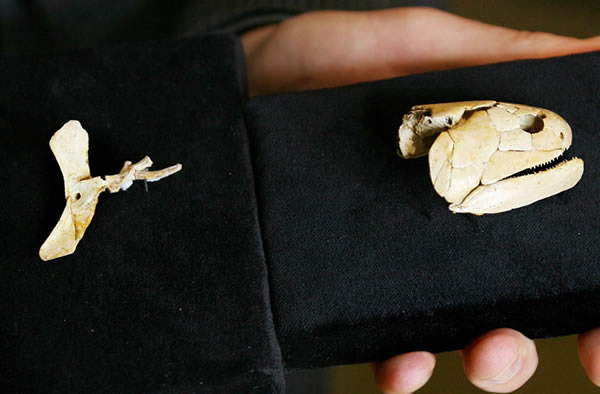 Dr John Long, Head of Sciences at Museum Victoria unveils the head (R) and muscu