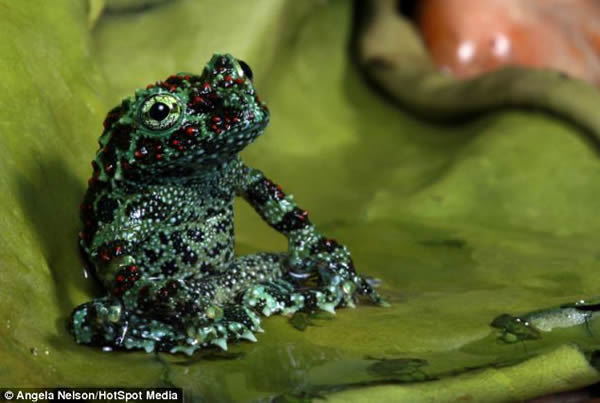 英国一只越南苔藓蛙在睡莲上休憩