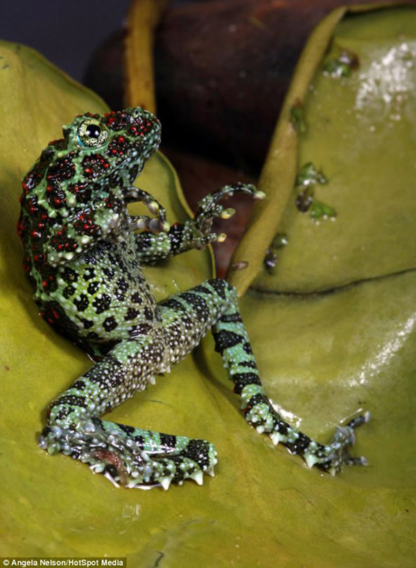 英国一只越南苔藓蛙在睡莲上休憩