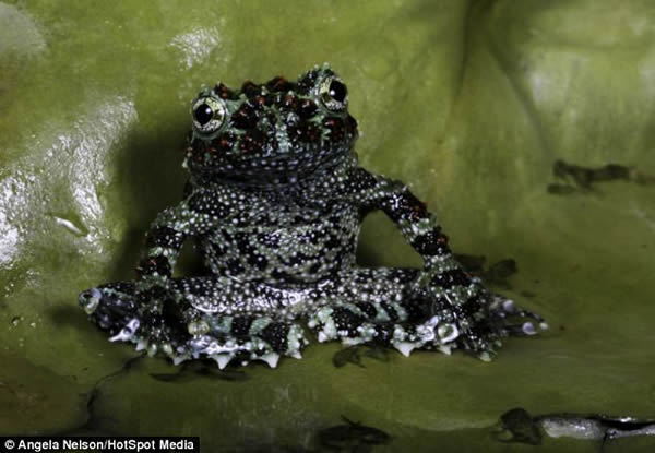 英国一只越南苔藓蛙在睡莲上休憩