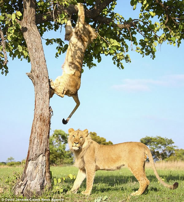 非洲两只狮子为抢镜“手足相残”