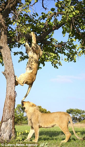 非洲两只狮子为抢镜“手足相残”