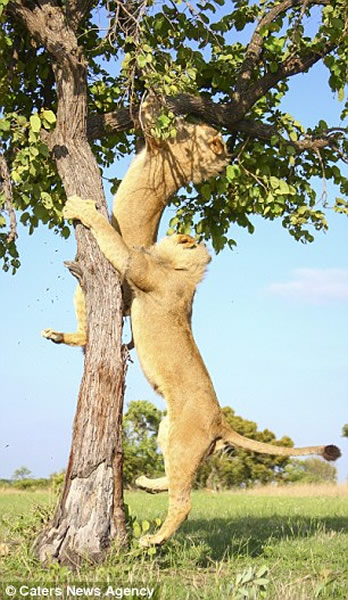 非洲两只狮子为抢镜“手足相残”