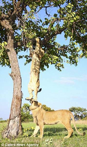 非洲两只狮子为抢镜“手足相残”