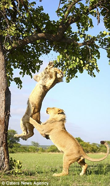非洲两只狮子为抢镜“手足相残”