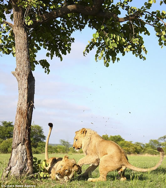 非洲两只狮子为抢镜“手足相残”