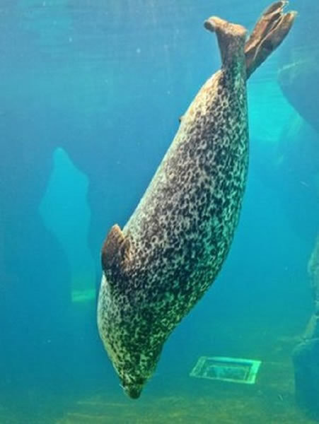 海豹通常能在水下屏息30分钟，它们甚至能够在水下睡觉。