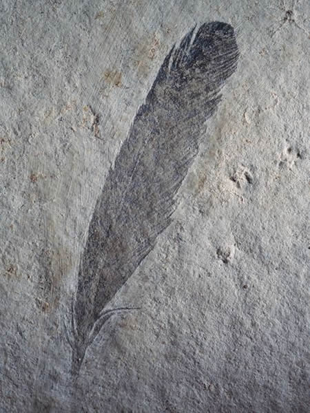 X-rays of the ancient bird Archaeopteryx reveal a pattern in its feather pigment
