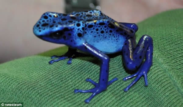 英国一所大学成功培育稀有蓝毒箭蛙