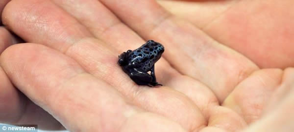 英国一所大学成功培育稀有蓝毒箭蛙