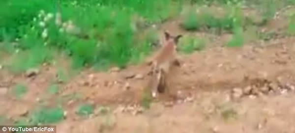 俄罗斯一只小狐狸头部被卡主动寻求路人帮助