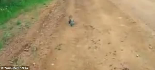 俄罗斯一只小狐狸头部被卡主动寻求路人帮助