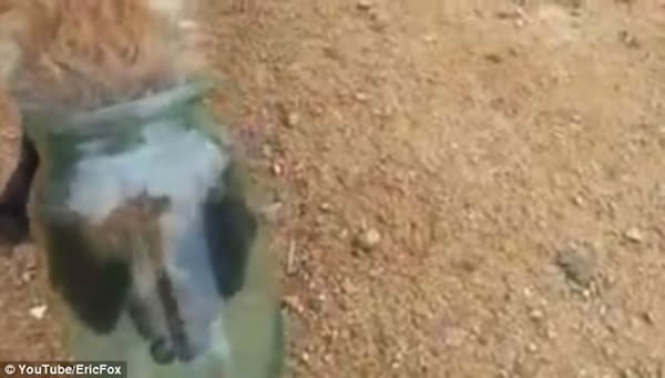 俄罗斯一只小狐狸头部被卡主动寻求路人帮助