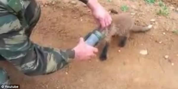 俄罗斯一只小狐狸头部被卡主动寻求路人帮助