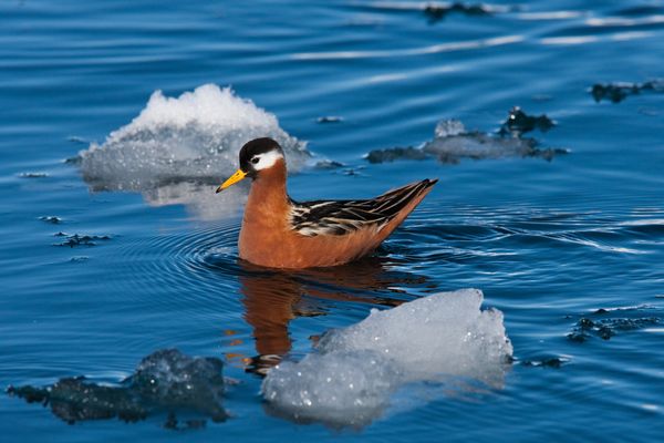 A red phalarope paddles between chunks of ice in the Arctic.