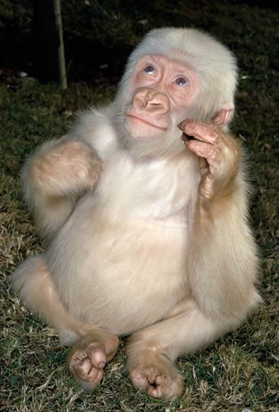 Snowflake was the only albino western lowland gorilla known to man.