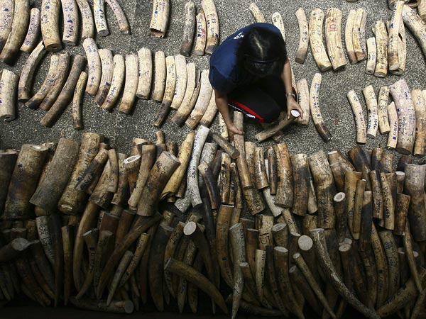 A woman arranges confiscated elephant tusks in Manila, the Philippines.