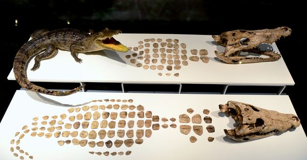 A museum exhibits the bones of crocodiles once offered to Aztec gods.