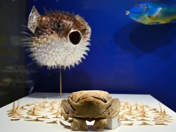 Aztec offerings included 60 species of fish, symbols of the underworld.