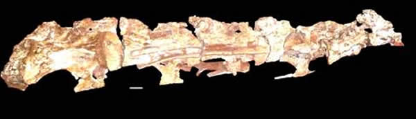 汝阳云梦龙前部关联在一起的7个颈椎椎体(从第2到第8颈椎)