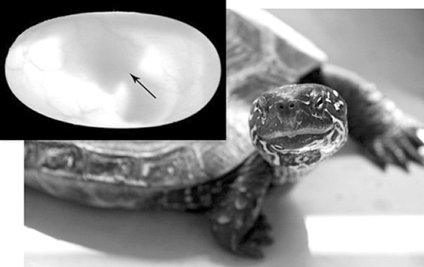 活胚胎始终朝着温暖点移动,却避开了危险的过热温度点。