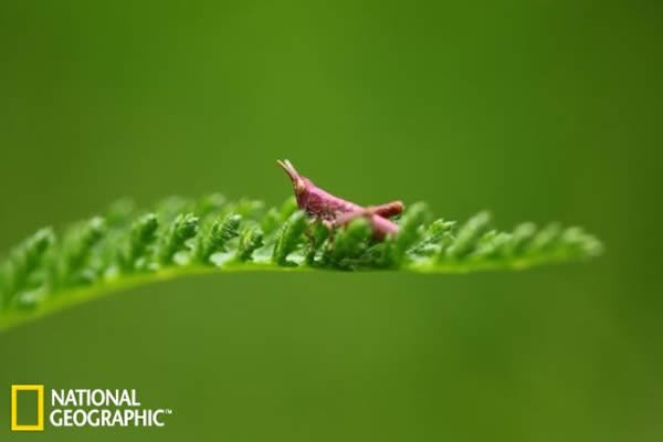 一支考察队近期在一次远征中发现了6只粉色的蚱蜢