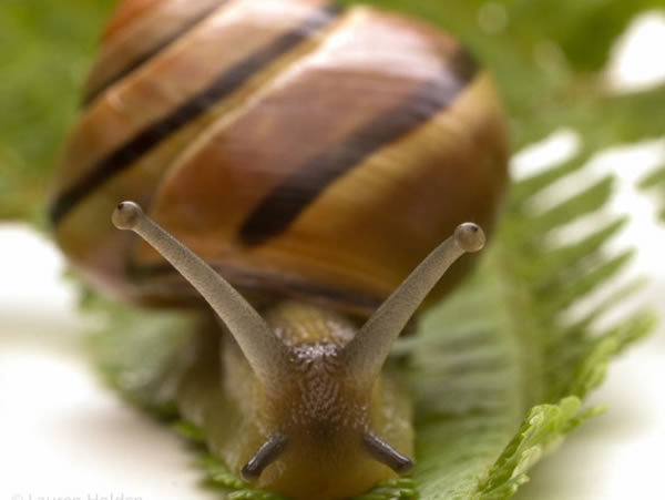 Migrating humans may have brought certain snails from Spain to Ireland.