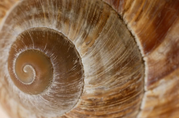 Tracking snails helps reveal where humans traveled.