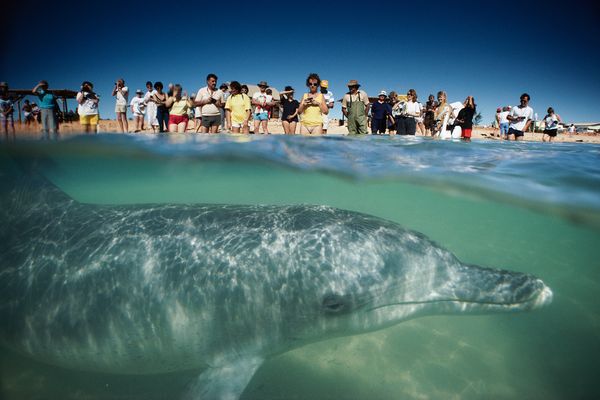 Tourists gather on an Australian beach to photograph a dolphin as it comes close