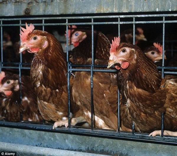 英国科学家最新研究表明,小鸡擅长一系列复杂技能,其中包括:算术、自控能力以及基础结构工程学