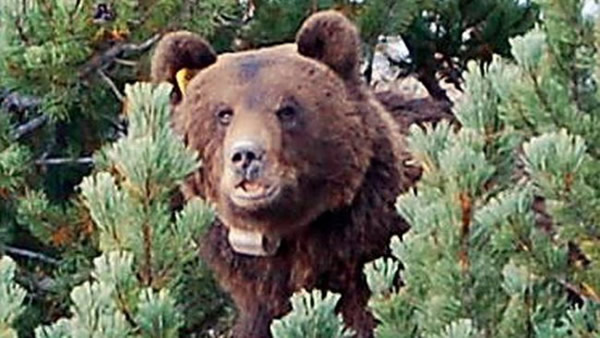 �µ������ܡ�Э�����¹�����������ɱ��