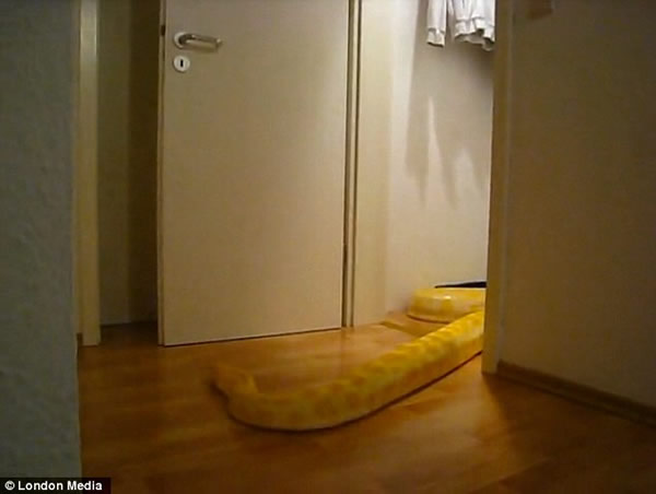 德国一条白化缅甸巨蟒竟然能够转动把手开门