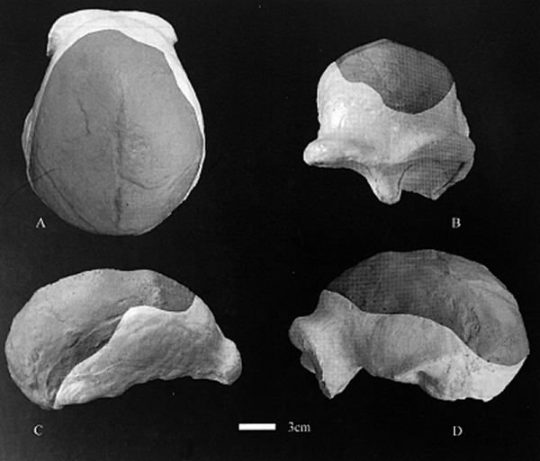 �Ͼ�����ͷ�Ǹ�ԭͼ(��ɫΪ��ʯ����)