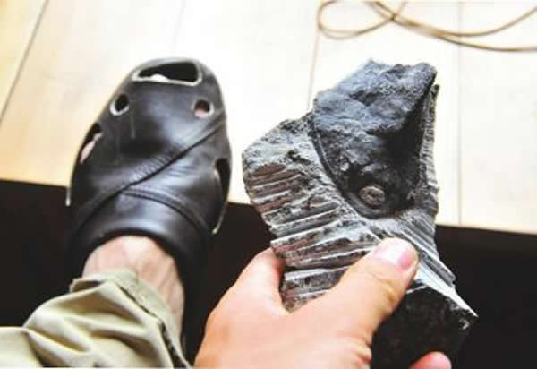 化石爱好者以化石原型设计的拖鞋