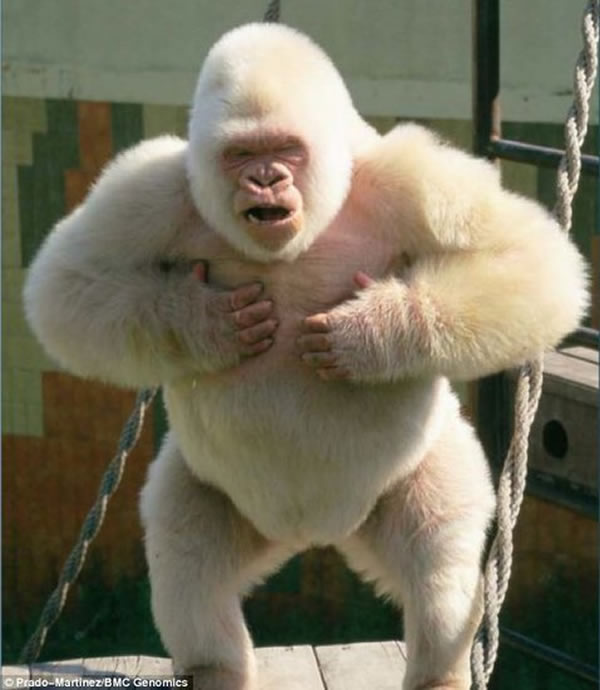 世界上唯一的白化大猩猩雪花存在着近亲繁殖现象