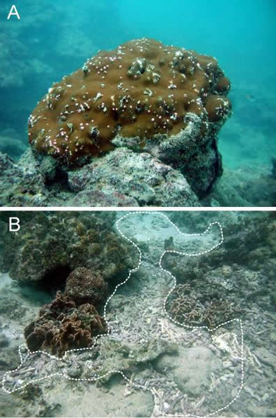 现场水下照片:(A)滨珊瑚表面布满星虫(虫管)和双壳类(椭圆形较大的孔)的钻孔;(B)布满枝状和块状珊瑚骨骼碎块的景象(虚线框内)在涠洲岛珊瑚礁区随处可见,这些