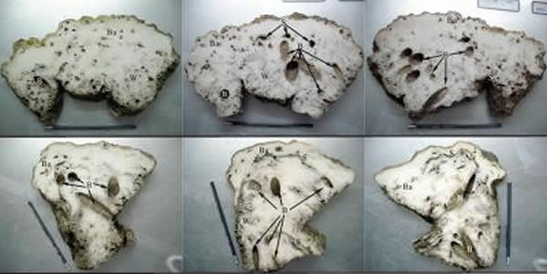 在靠近人口密集的海域,珊瑚骨骼被侵蚀的“千疮百孔”。图上标注了各种侵蚀生物留下的痕迹,其中B代表双壳类,S代表海绵,W代表蠕虫,Ba代表藤壶。