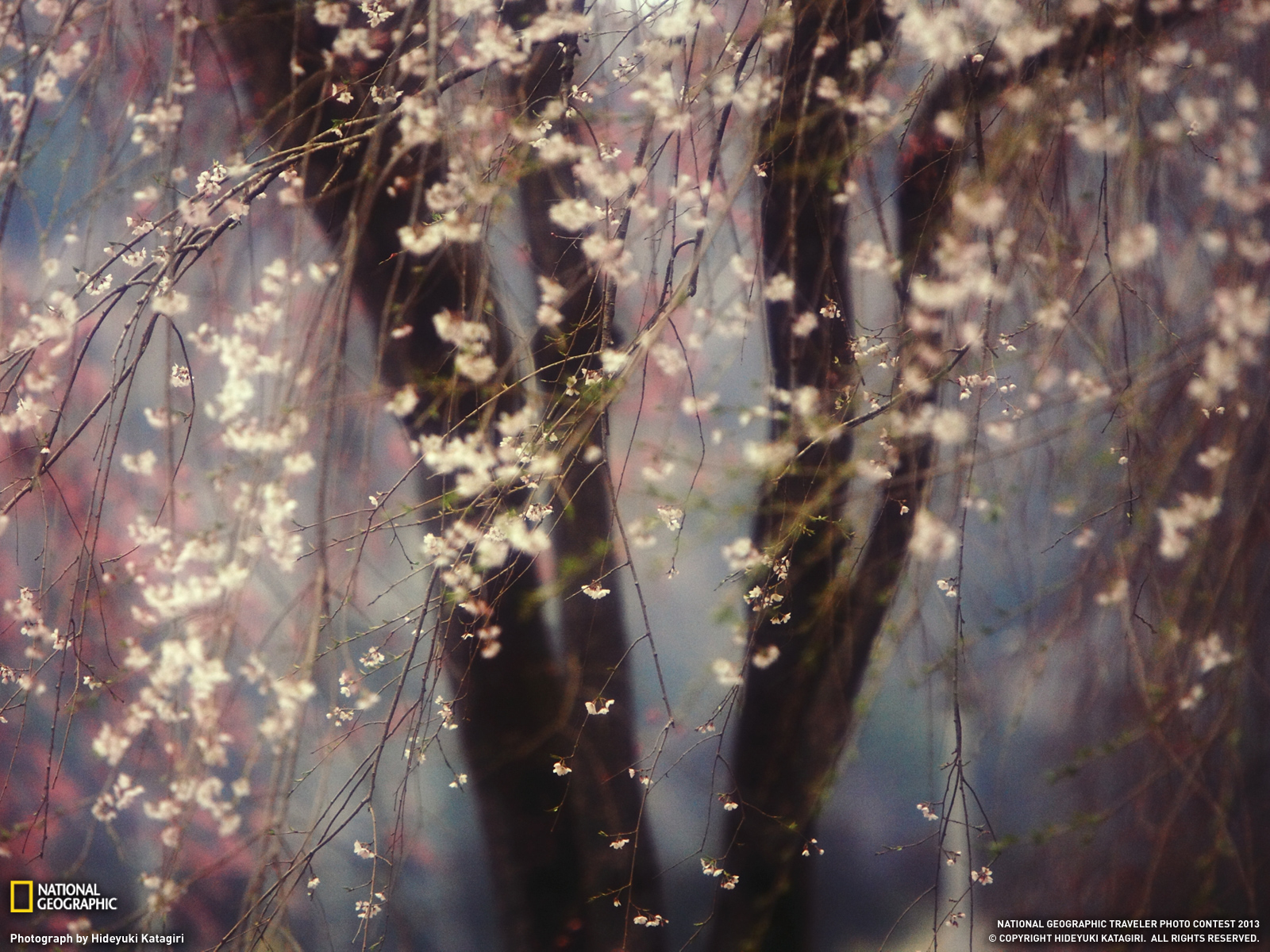 �ձ�ӣ��ʢ��