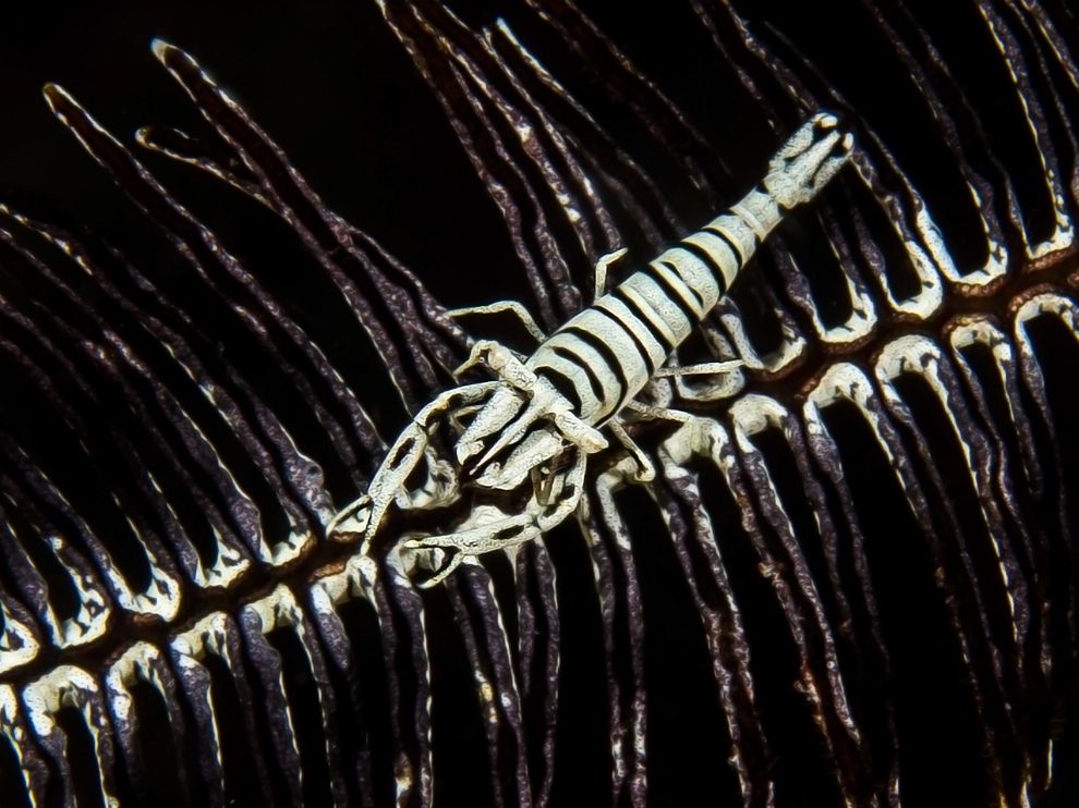 ���ɱ�������Ϻ