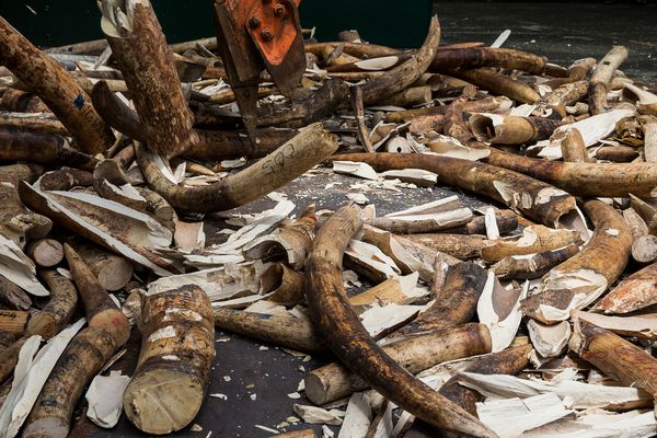 Confiscated, illegally smuggled ivory is laid out in a parking lot and crushed.