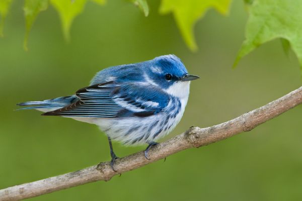 A cerulean warbler perched on a branch.