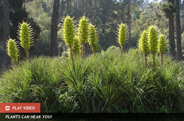 Sheep-Eating Plant Opens Up After 15 Years