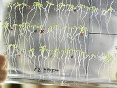 能灭火的樟柯树 - 神秘的地球 科学|自然|地理|探