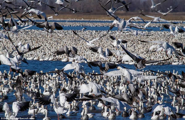 上百万只雪雁在美国密苏里州国家野生动物保护区聚集