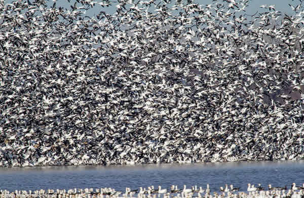上百万只雪雁在美国密苏里州国家野生动物保护区聚集