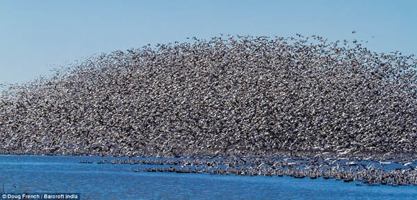 上百万只雪雁在美国密苏里州国家野生动物保护