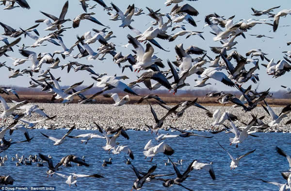 上百万只雪雁在美国密苏里州国家野生动物保护区聚集